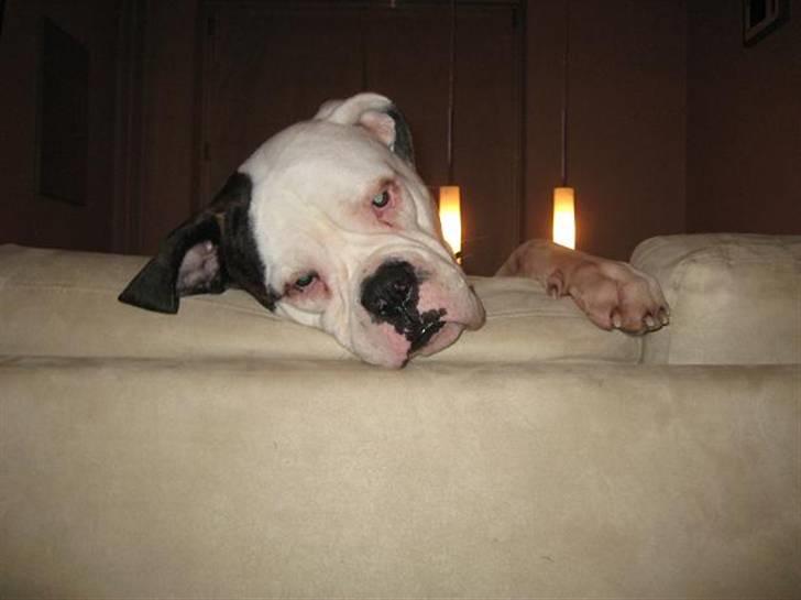 Amerikansk bulldog ben R.I.P 4/2-07-20/2-09 - har nøjagtig det samme af loca :D - eller magen til billede 18