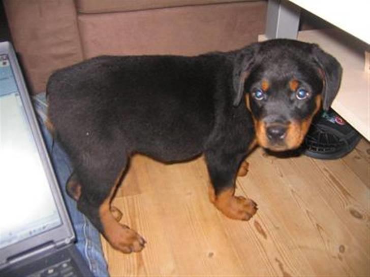 Rottweiler loca - 8uger og 9kg - lige kommet hjem billede 13