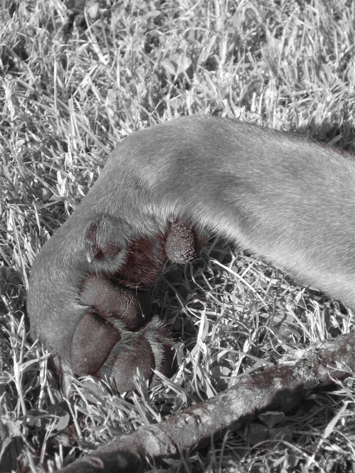 Rottweiler loca billede 15