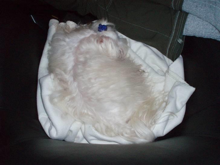 Malteser malthe - snoooorrkkk... billede 7