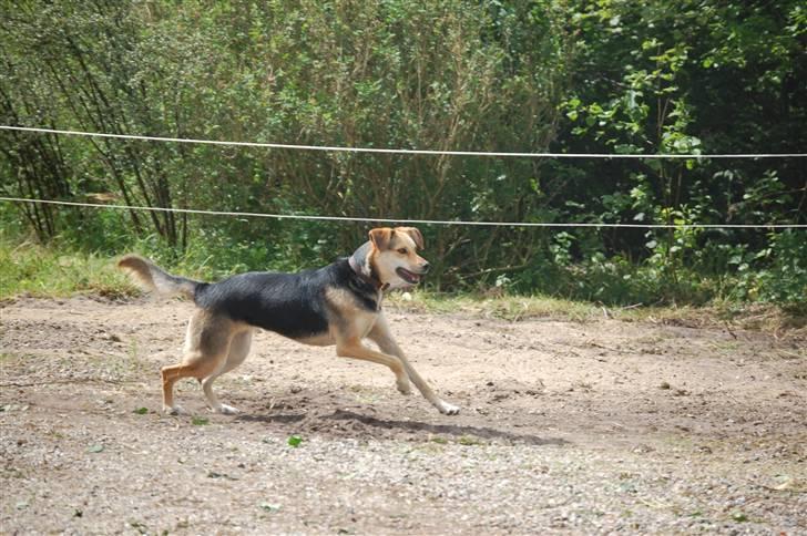Blanding af racer Buffy  - Der er intet som bare at løbe frit rundt hele dagen :D billede 17