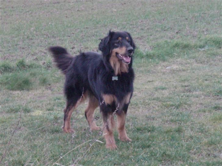 Hovawart Holley billede 13