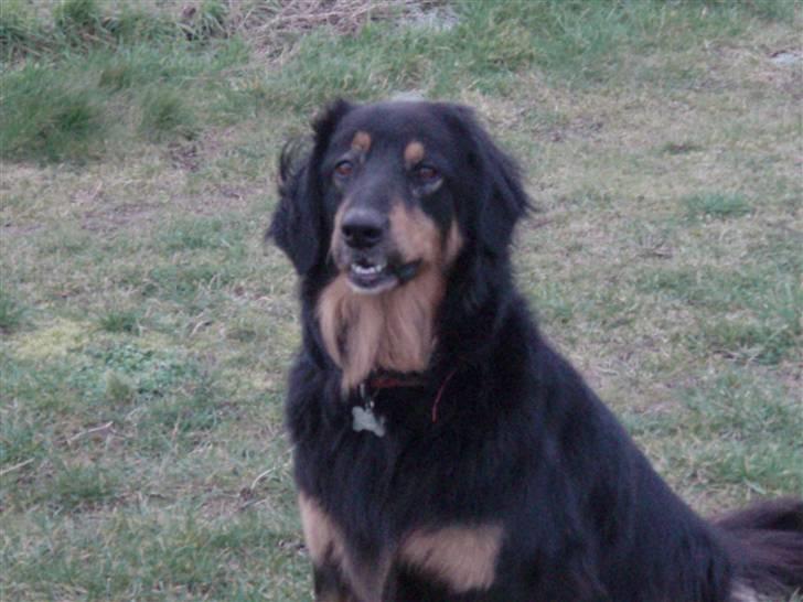 Hovawart Holley billede 14