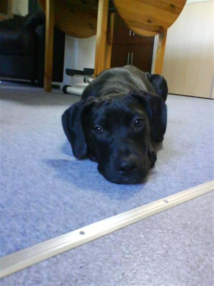 Amerikansk staffordshire terrier Demon * R.I.P.D.16.07.08* billede 1