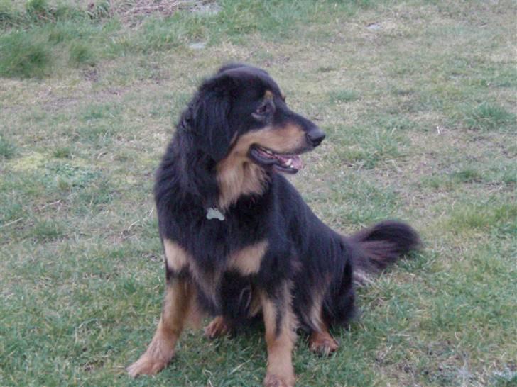 Hovawart Holley billede 15