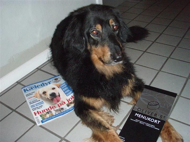 Hovawart Holley billede 16