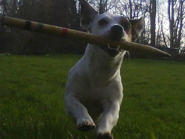 Jack russell terrier * Ellegårdens Jæger *  - raaaaw, jeg spiser dig.. billede 14