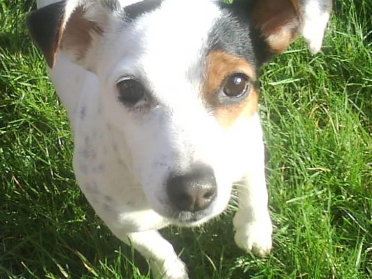 Jack russell terrier * Ellegårdens Jæger *  - Jeg er lidt sød ikk? ;b billede 15