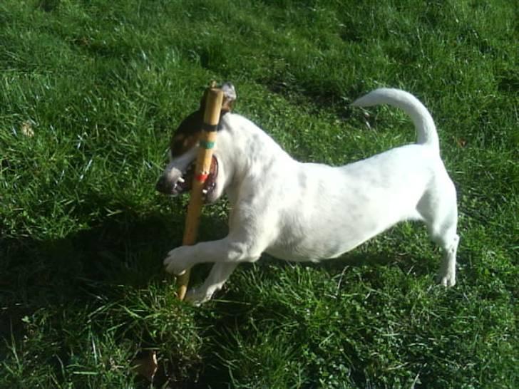 Jack russell terrier * Ellegårdens Jæger *  - hahaha se miig (; billede 16