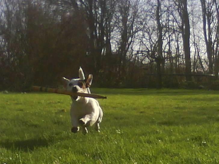 Jack russell terrier * Ellegårdens Jæger *  - Jæger, lynhurtig! billede 17