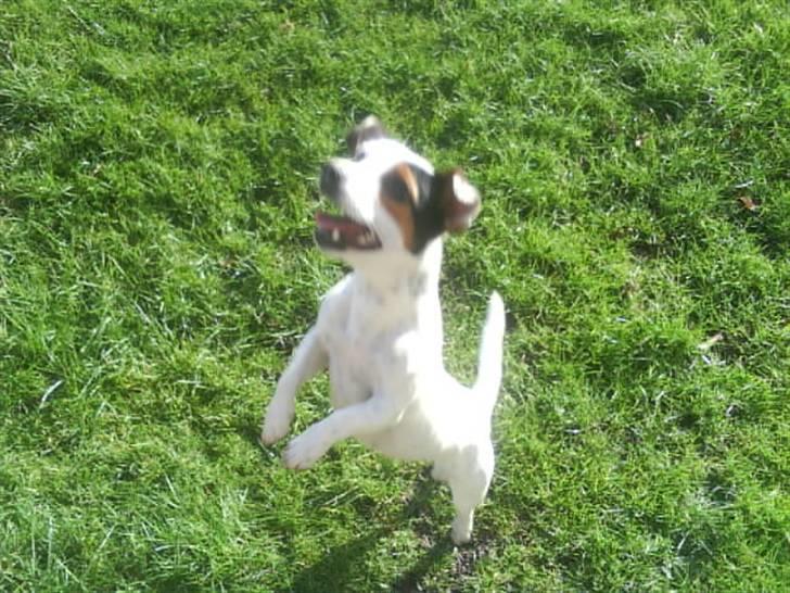 Jack russell terrier * Ellegårdens Jæger *  - hejhej d;. billede 18