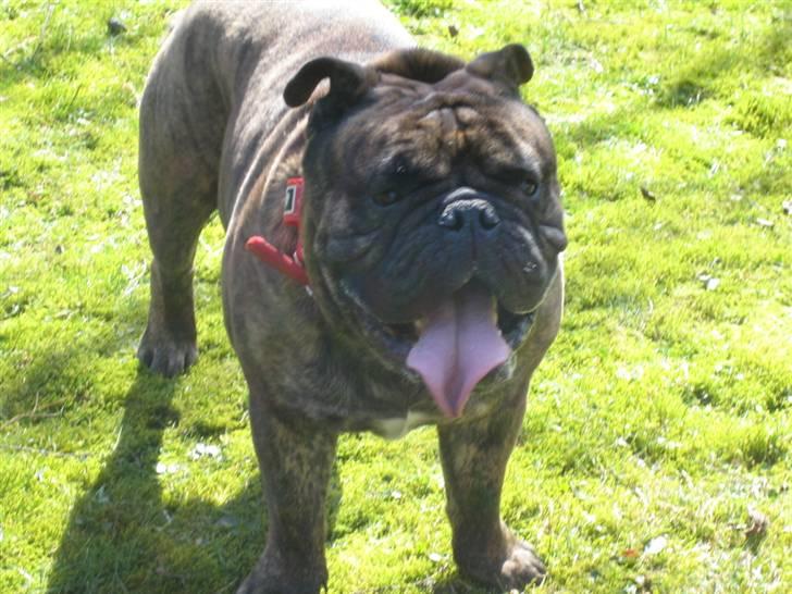 Engelsk bulldog Vincent    *RIP*  2009 billede 1