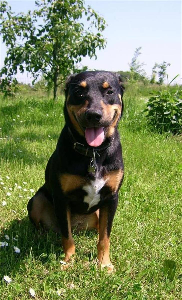 Blanding af racer Tica billede 1