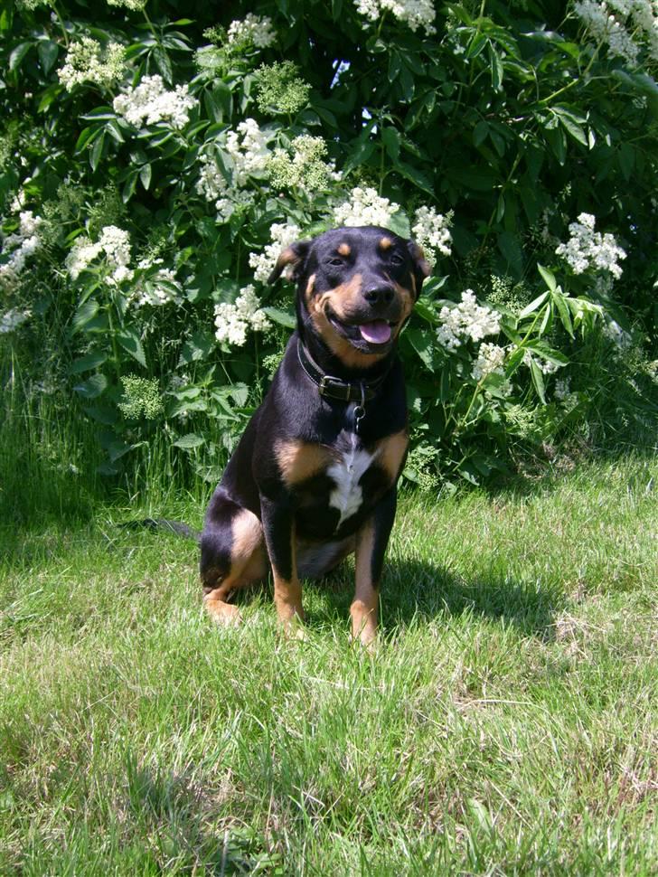 Blanding af racer Tica billede 2