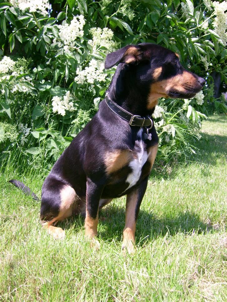 Blanding af racer Tica billede 3