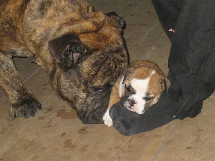Engelsk bulldog Vincent    *RIP*  2009 - Hun lugter godt billede 2