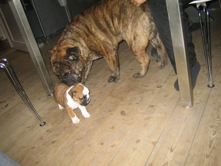 Engelsk bulldog Vincent    *RIP*  2009 - Lille nye veninde Mille billede 3