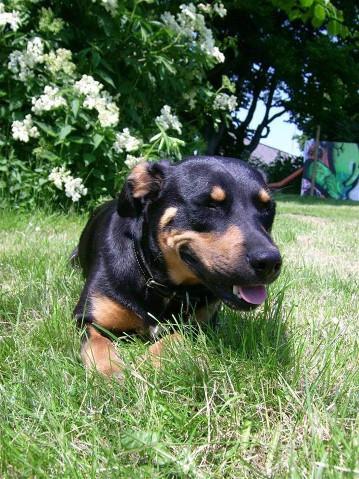 Blanding af racer Tica billede 4