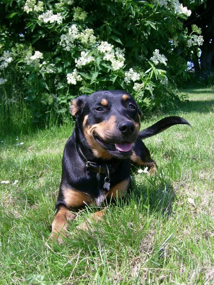 Blanding af racer Tica billede 5