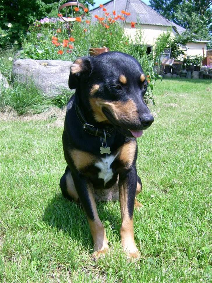 Blanding af racer Tica billede 7