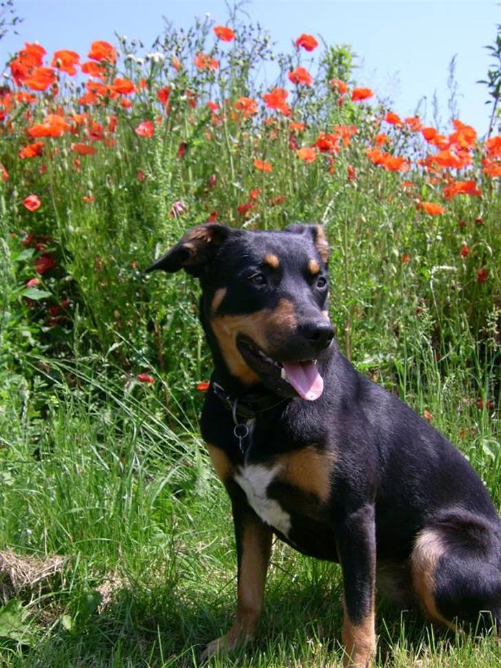 Blanding af racer Tica billede 9