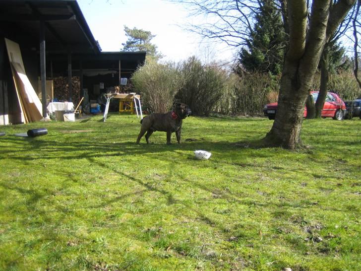 Engelsk bulldog Vincent    *RIP*  2009 - stand billede 4