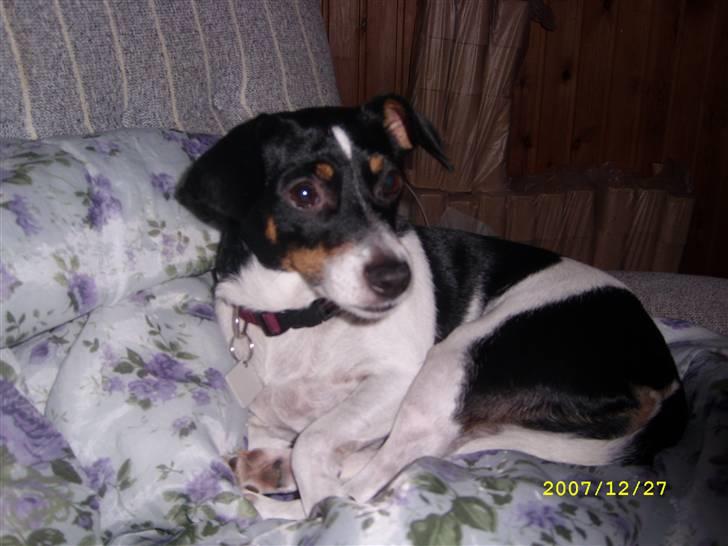 Dansk svensk gaardhund Ronja billede 1