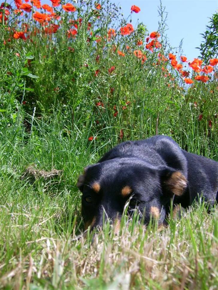 Blanding af racer Tica billede 10