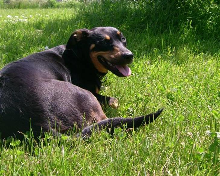 Blanding af racer Tica billede 11