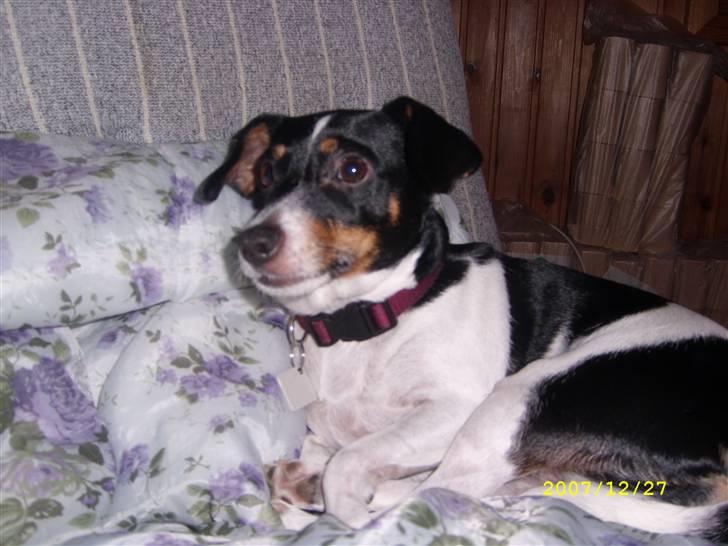 Dansk svensk gaardhund Ronja billede 2