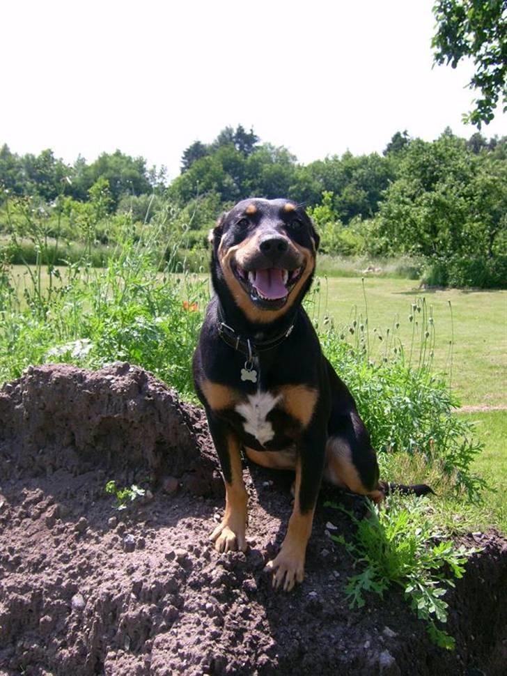 Blanding af racer Tica billede 12