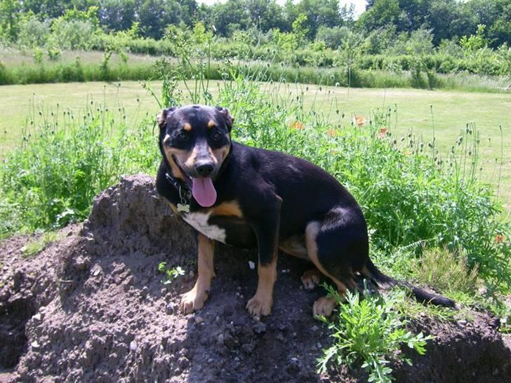 Blanding af racer Tica billede 13