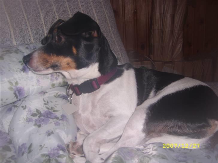 Dansk svensk gaardhund Ronja billede 3