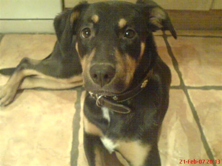 Blanding af racer Tica billede 14