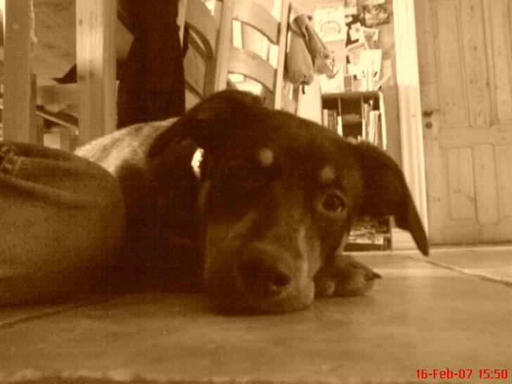 Blanding af racer Tica billede 16