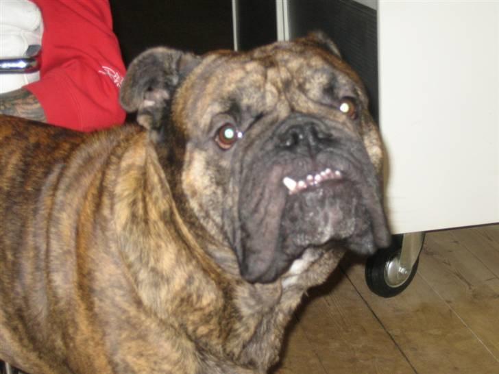 Engelsk bulldog Vincent    *RIP*  2009 - Hej billede 5