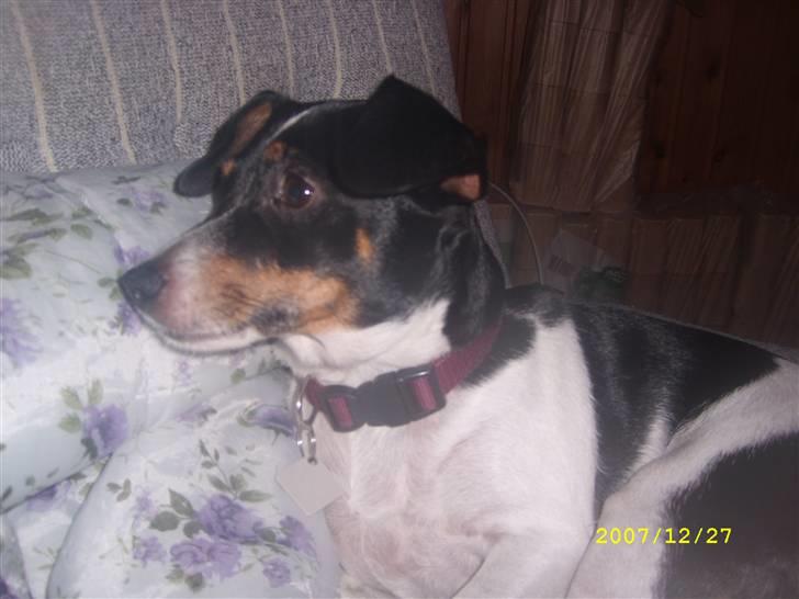 Dansk svensk gaardhund Ronja billede 4