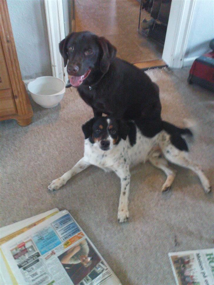 Labrador retriever Tanni<3 billede 6