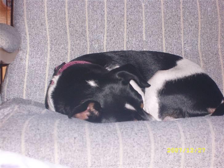 Dansk svensk gaardhund Ronja billede 7