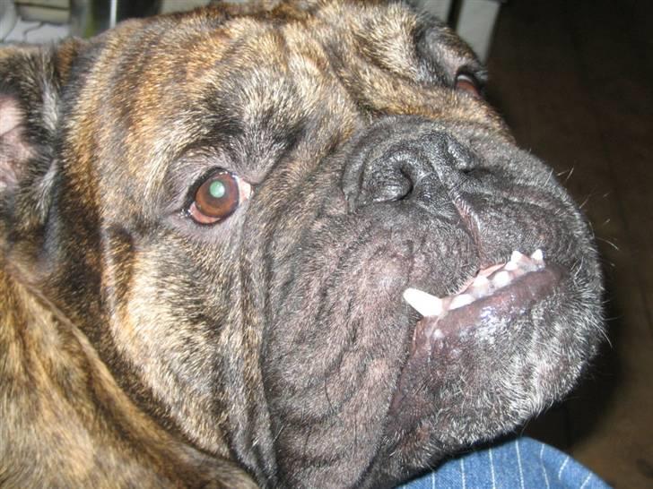 Engelsk bulldog Vincent    *RIP*  2009 - Tiggetand billede 6