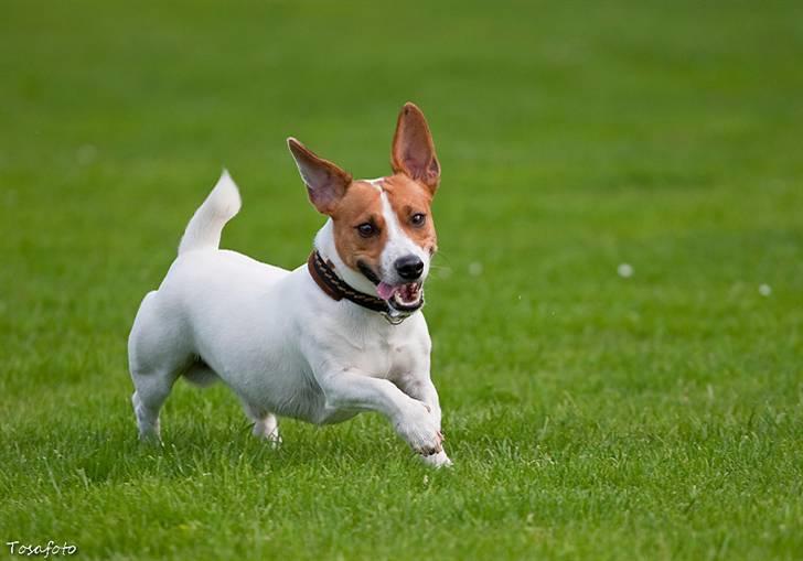 Jack russell terrier Gizmo (Mr Wonky Ears) - Hårrejsende nyheder eller øøøøh :O) billede 15