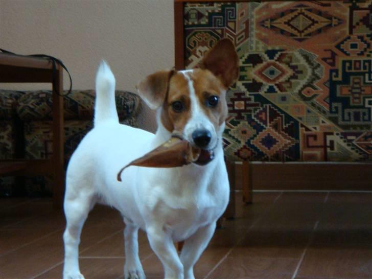 Jack russell terrier Gizmo (Mr Wonky Ears) - Hva sir du? Har jeg noget mellem tænderne? billede 16