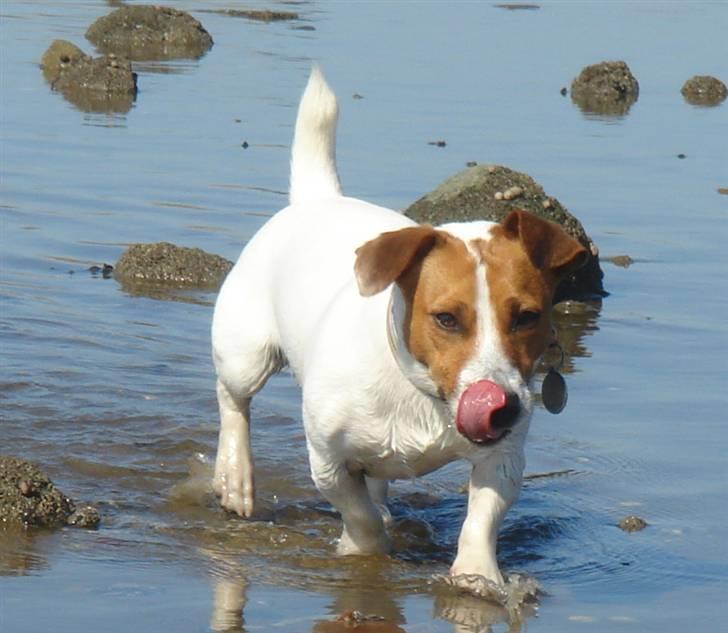 Jack russell terrier Gizmo (Mr Wonky Ears) - Skal lige ha saltvandet af næsen :) billede 17
