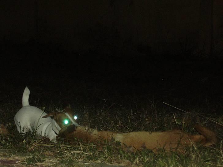 Jack russell terrier Gizmo (Mr Wonky Ears) - Baskervilles hund boooooo billede 18