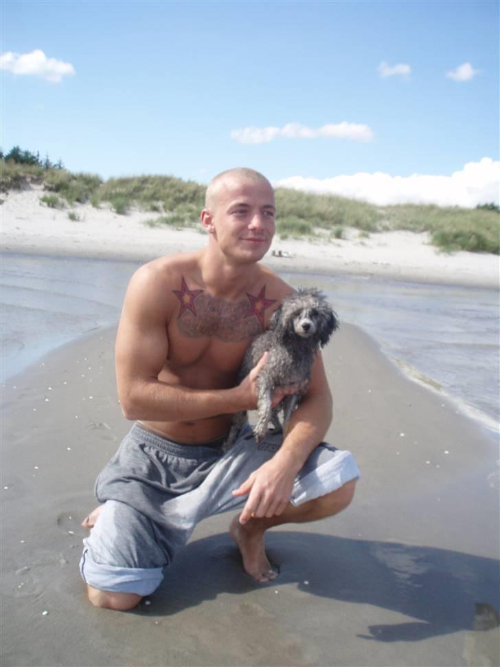 Toypuddel Dina billede 1