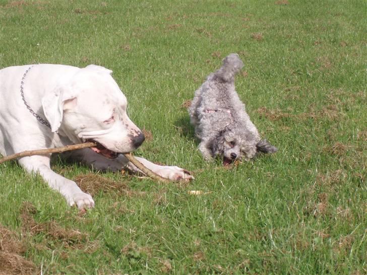 Toypuddel Dina billede 2