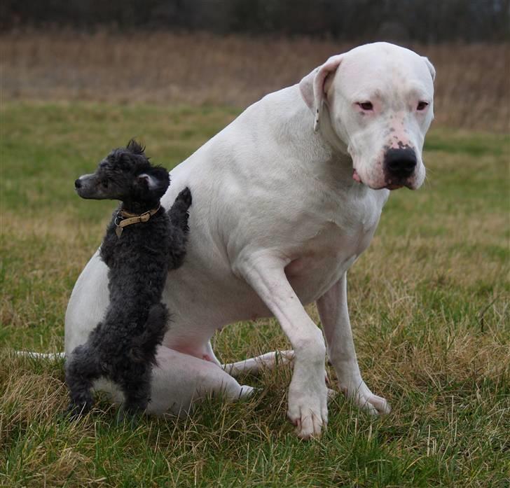 Toypuddel Dina billede 3