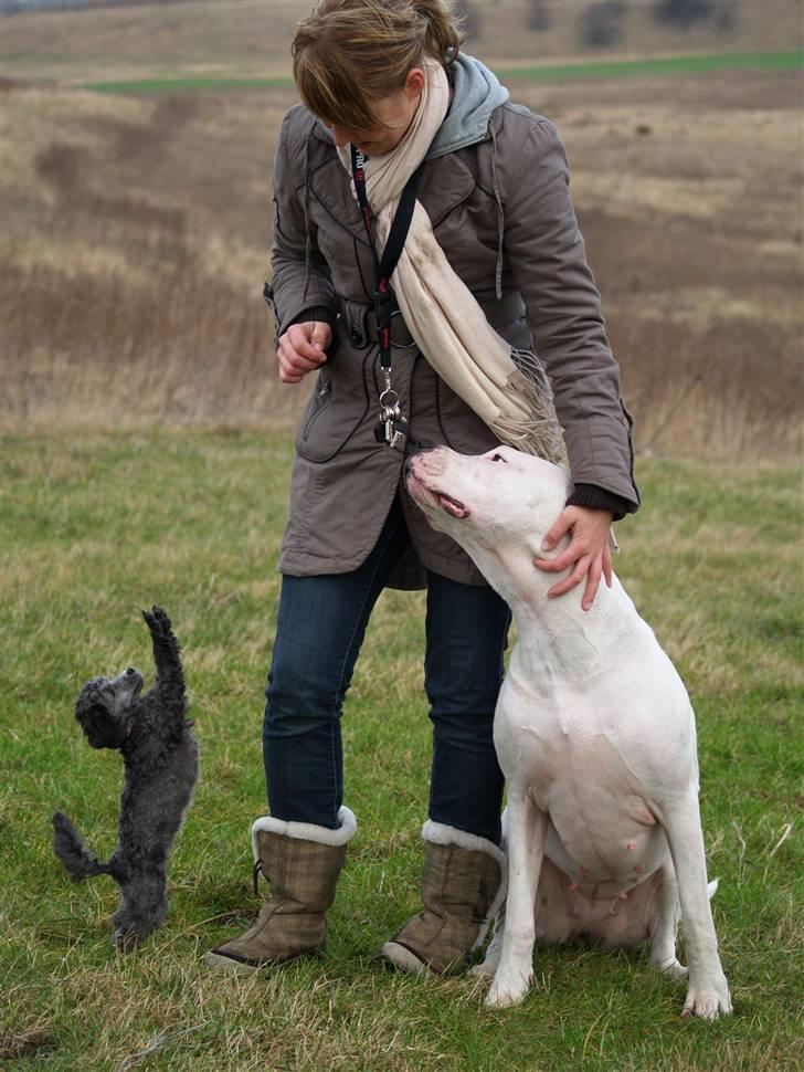 Toypuddel Dina billede 4