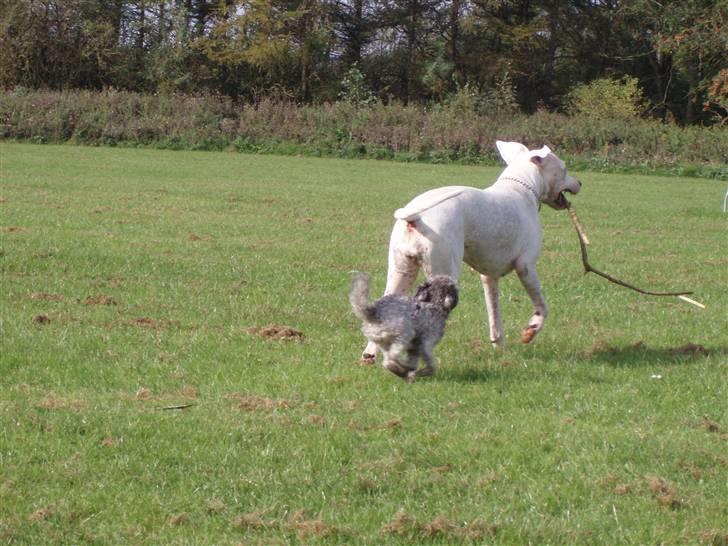 Toypuddel Dina billede 5