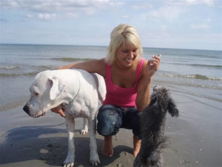 Toypuddel Dina billede 6